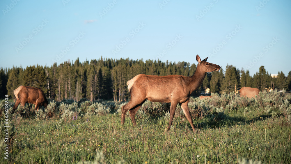 Fototapeta premium Elaphurus