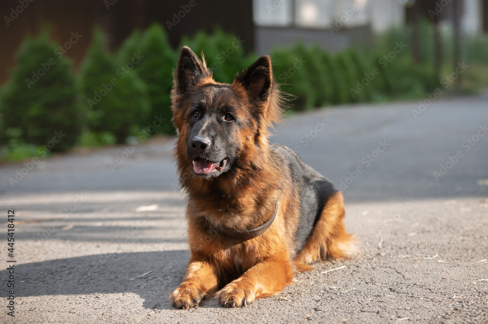 Naklejka premium german shepherd dog