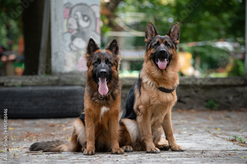 german shepherd dog