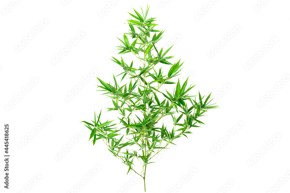 Naklejka premium Green Bamboo isolated on white background
