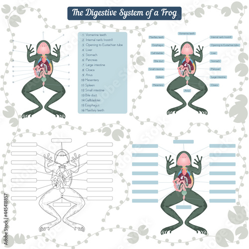The digestive system of the frog
