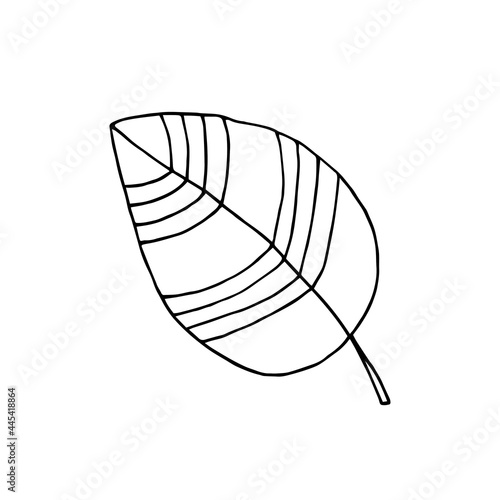 A leaf of a tree with a pattern. Plant. Vector. Doodle. Hand-drawn illustration. Silhouette. Black and white outline. Coloring.