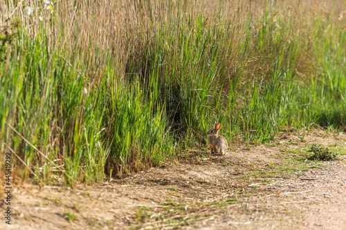conejo salvaje entrando a su escondite entre las altas hierbas © carles