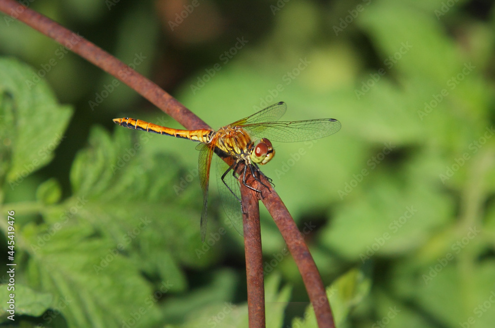 dragonfly perched on rusty garden plant cage with green background close-up dragonfly perched on rusty garden plant cage with green background close-up
