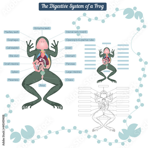 Digestive system of the frog