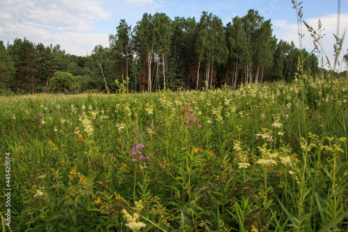 Flowering fields of meadowsweet in the Moscow region. Russia