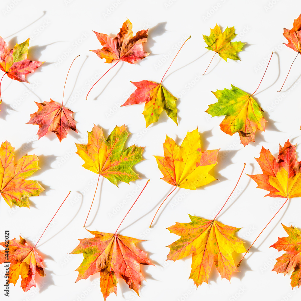 Fototapeta premium maple autumn leaves frame background