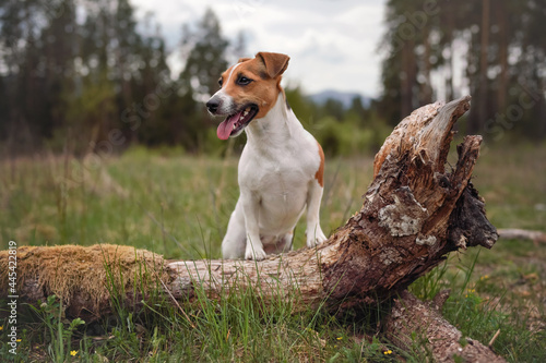 Small Jack Russell terrier dog on forest meadow, front paws on fallen tree, tongue out looking to side