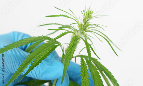 Cannabis marijuana plant leaf in hand of scientist researcher in science laboratory on white background