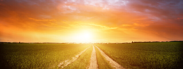 Panorama of green field with dirt road and sunset sky. Summer rural landscape sunrise