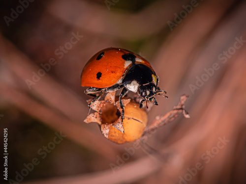 a red and black ladybug at the end of a stem of dried grass.