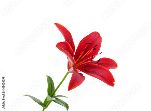 Beautiful red lily.