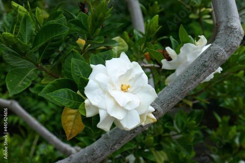 Billede på lærred Gardenia jasminoides