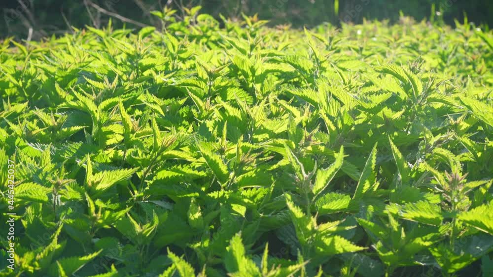 Sun shines on fresh common stinging nettle - Urtica dioica , camera panning over many green leaves Sun shines on fresh common stinging nettle - Urtica dioica , camera panning over many green leaves