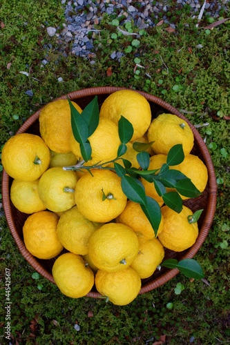 Japanese citron (yuzu) fruits in basket