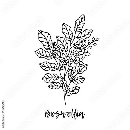 Boswellia. Ayurveda. Natural herbs. Ayurvedic herbs, medicines. Herbal illustration. A medicinal plant. The style of doodles. Medicines for health from plants. Aromatherapy. Wildflowers.