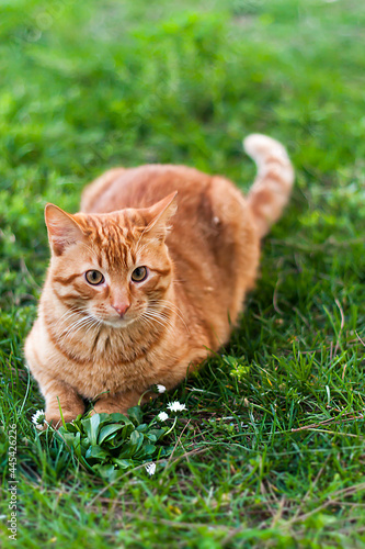 cat on grass