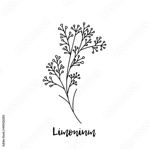 Limonium. Ayurveda. Natural herbs. Ayurvedic herbs, medicines. The style of doodles. Medicines for health from plants. Herbal illustration. A medicinal plant.