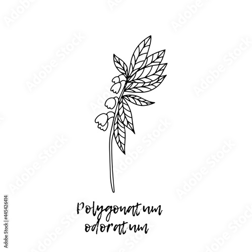 Polygonatum odoratum. Ayurveda. Natural herbs. Ayurvedic herbs, medicines. The style of doodles. Medicines for health from plants. Herbal illustration. A medicinal plant. 