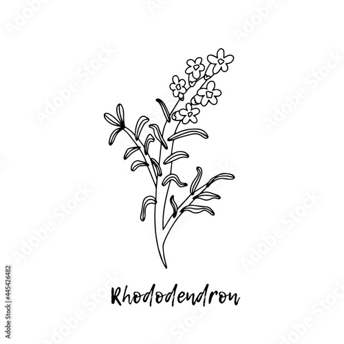 Rhododendron adamsii herbal illustration, a medicinal plant. Ayurvedic herbs, medicines. Ayurveda. Natural herbs. The style of doodles. Medicines for health from plants. photo