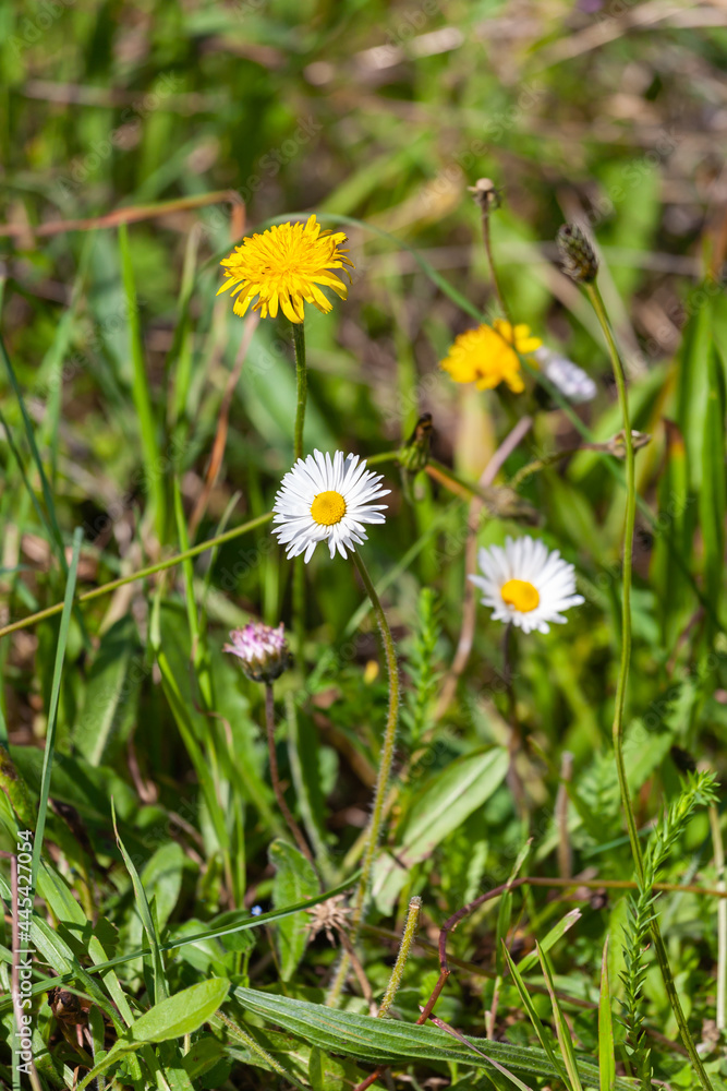 beautiful flower daisy on natural background beautiful flower daisy on natural background
