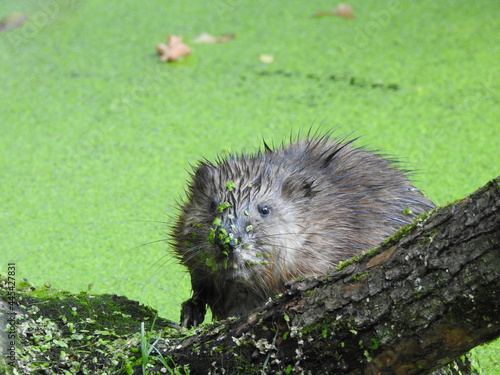 Muskrat in ambush