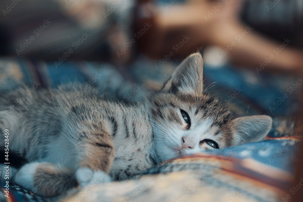 Cute kitty sleeping on blanket. Close up