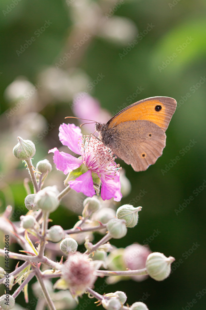 close up of meadow brown butterfly (maniola jurtina) on a blackberry (rubus) blossom seen at Mattinata, Gargano National Park, Apulia Italy; biodiversity save the ecosystem concept close up of meadow brown butterfly (maniola jurtina) on a blackberry (rubus) blossom seen at Mattinata, Gargano National Park, Apulia Italy; biodiversity save the ecosystem concept