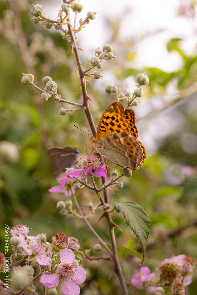 Obraz premium close up of a silver-washed fritillary butterfly (argynnis paphia) on a blackberry (rubus) blossom seen at Mattinata, Gargano National Park, Apulia Italy; biodiversity save the ecosystem concept