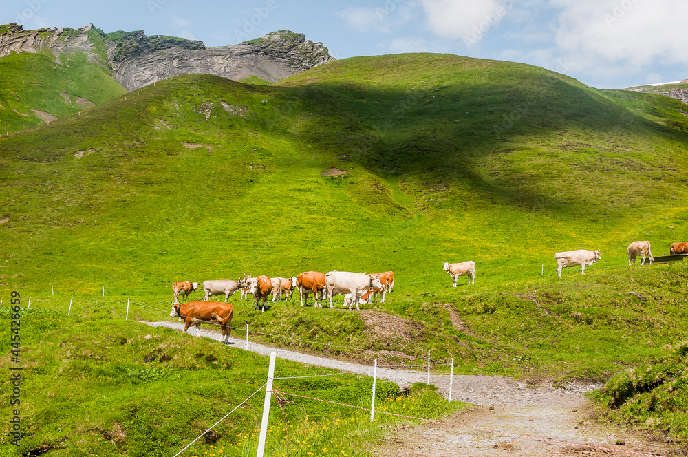 Grindelwald, Berner Oberland, Schwarzhorn, First, Wanderweg, Höhenweg
