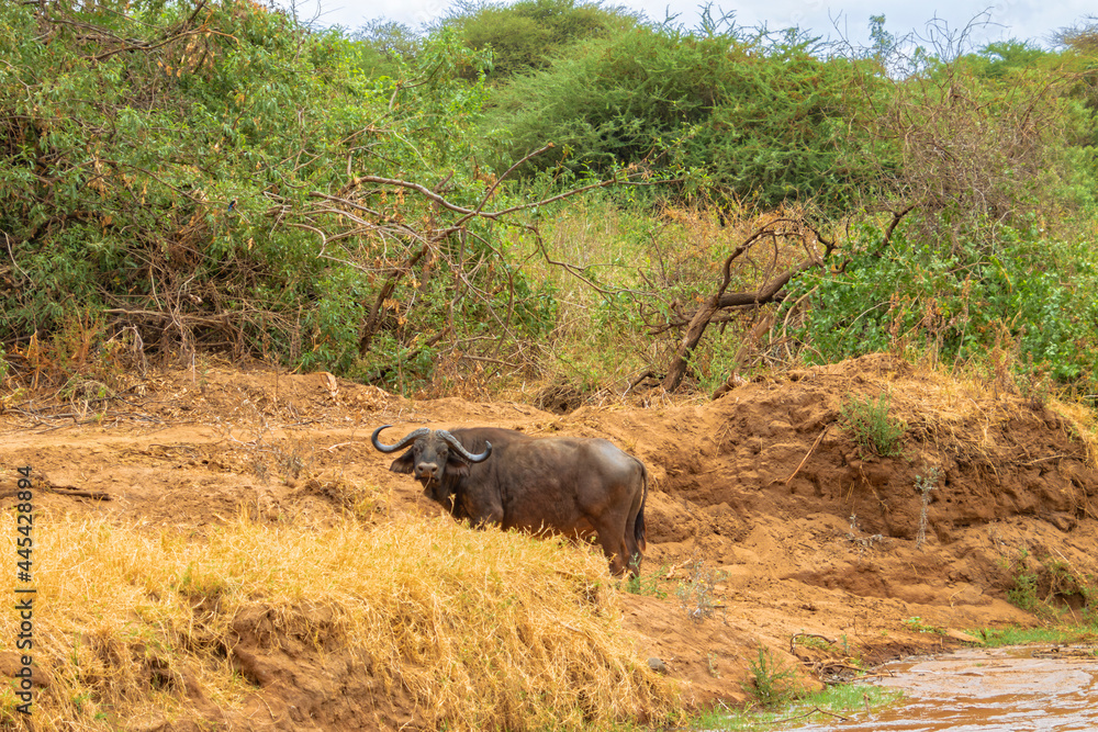Tanzania, Serengeti park - African buffalo. Tanzania, Serengeti park - African buffalo.