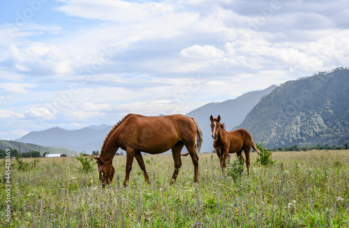Mare and foal grazing in a meadow in the mountains