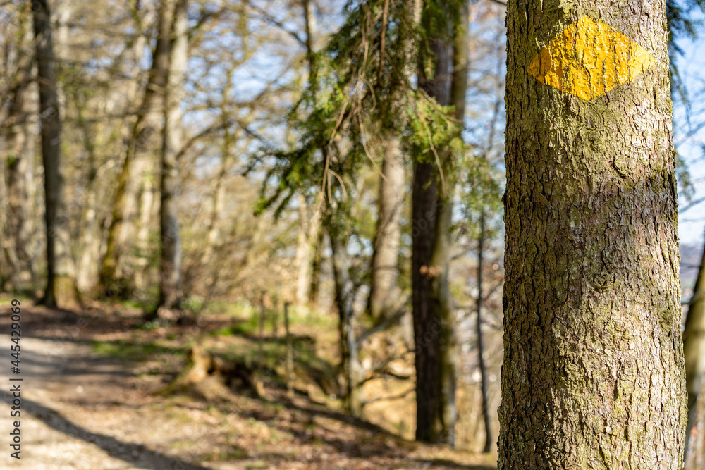 Painted yellow signpost on tree near pathway in woodland. Painted yellow signpost on tree near pathway in woodland.