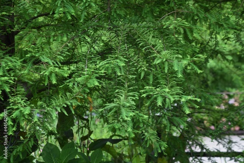 Bald cypress is a cupressaceae deciduous conifer that grows in wetlands.