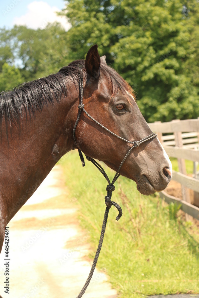 Fototapeta premium beautiful horse portrait 