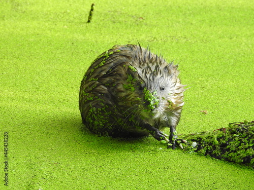 Careful Muskrat