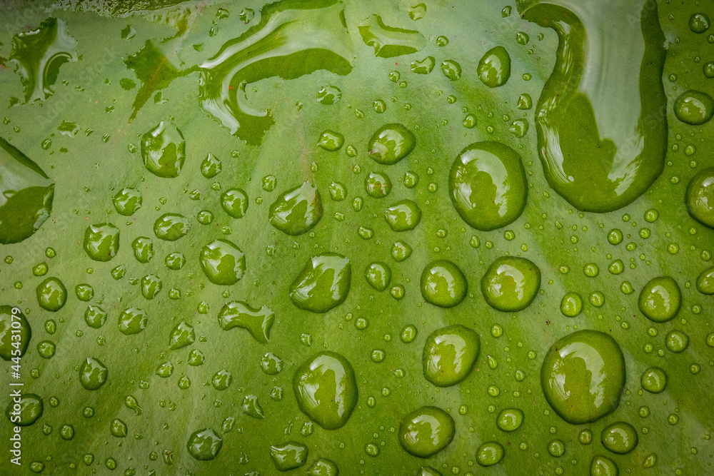 Wassertropfen - Regentropfen auf grünem Blatt