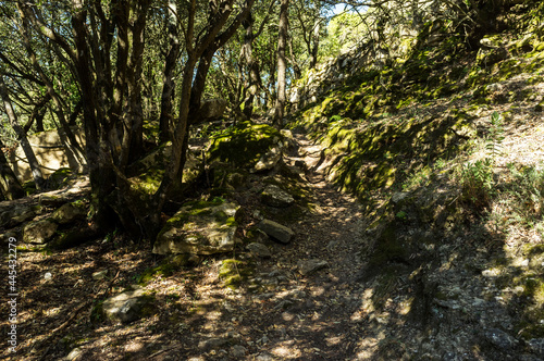 imagen de un camino de monta  a con la sombra de los   rboles proyectada en el suelo 