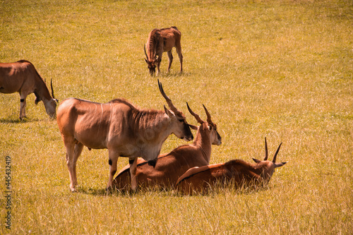 Group of giant eland antelopes resting in a field. photo
