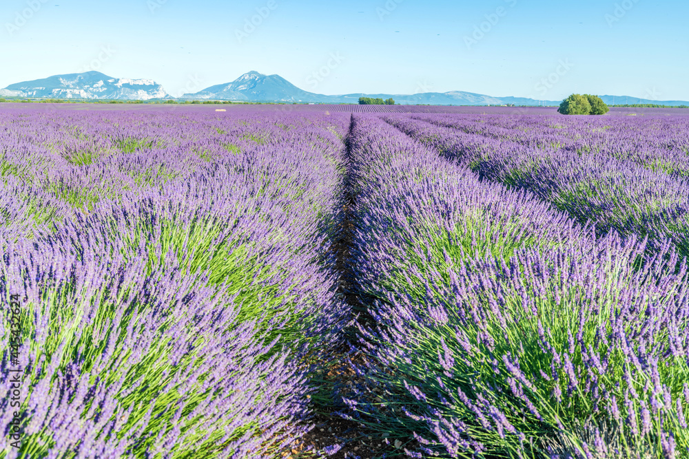 Champs de lavande en Provence sur le plateau de Valensole Champs de lavande en Provence sur le plateau de Valensole
