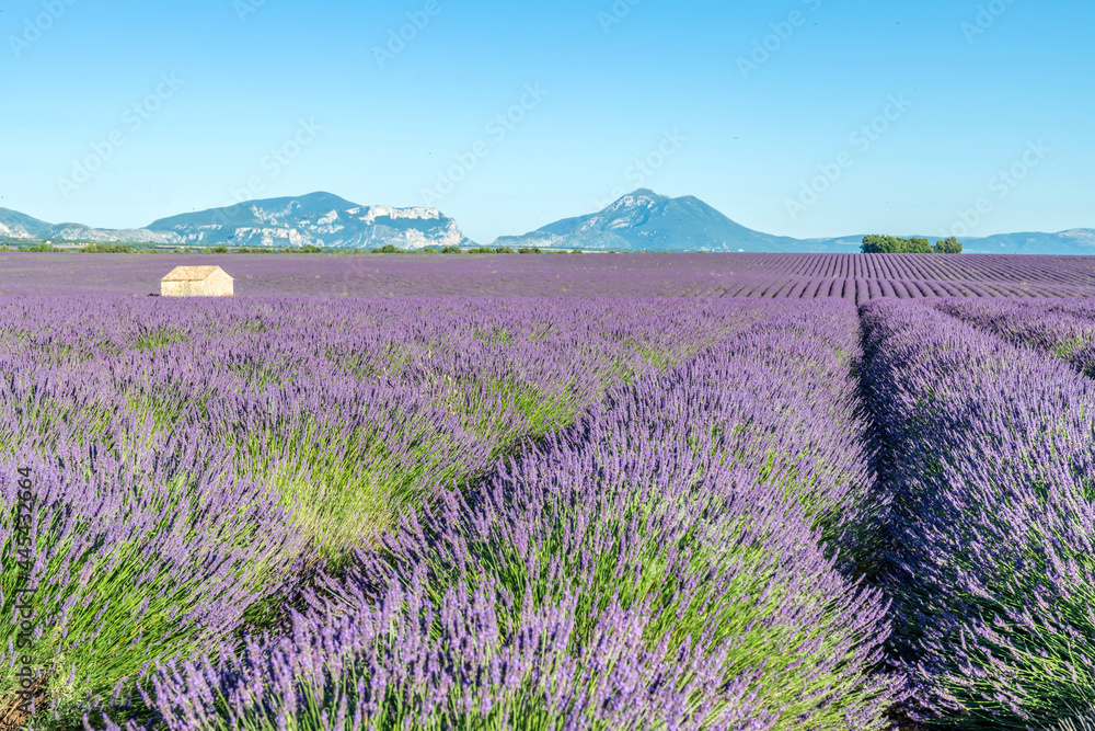 Naklejka premium Champs de lavande en Provence sur le plateau de Valensole