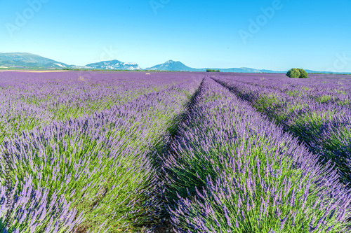Champs de lavande en Provence sur le plateau de Valensole