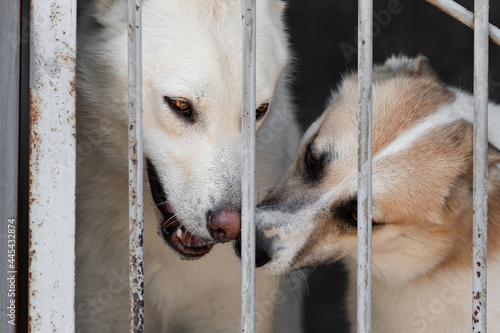 Photography Two stray dogs in a cage behind the bars of an aviary in a shelter for dogs or stray animals against a blurred background