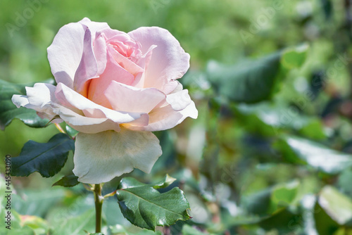 Fotografija Rose hybrid tea pink Heiress (Heiress) - these are soft pink buds that reach enormous sizes