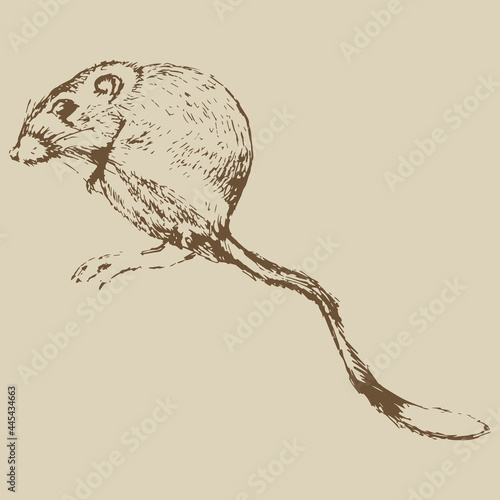 Desert kangaroo rat. (Dipodomys deserti). Hand drawn monochrome linear sketch. Vintage style. Isolated vector illustration. 