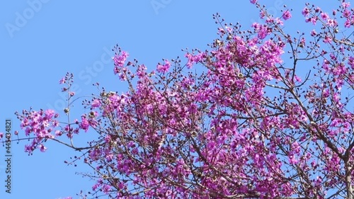 Purple flowering tree: amazon rosewood also known as tulip wood ( Physocalymma scaberrimum ). Typical brazilian savannah vegetation.  photo