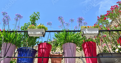 flowers and plant in colorful flowerpots decorating a balcony behind a guardrail