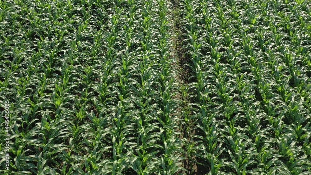 Naklejka premium Corn field with young plants on fertile soil on sunny morning day