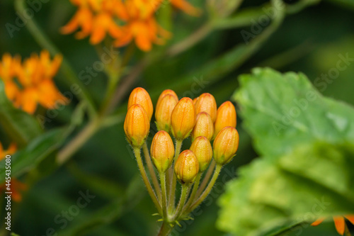 Butterfly Weed Flowers in Summer