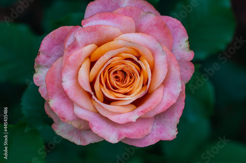 Rose Flower in Bloom in Summer